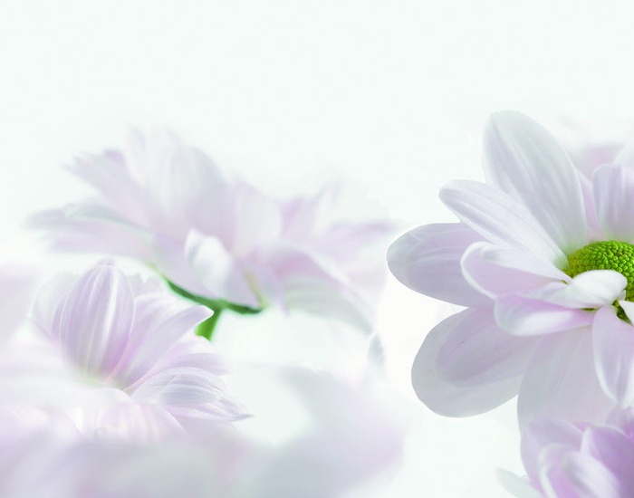 thumbnails/435_Dekor_Blume.jpg: 