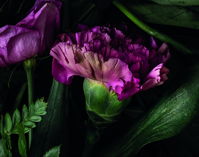 thumbnails/581_Iconic_Flowers.jpg: 